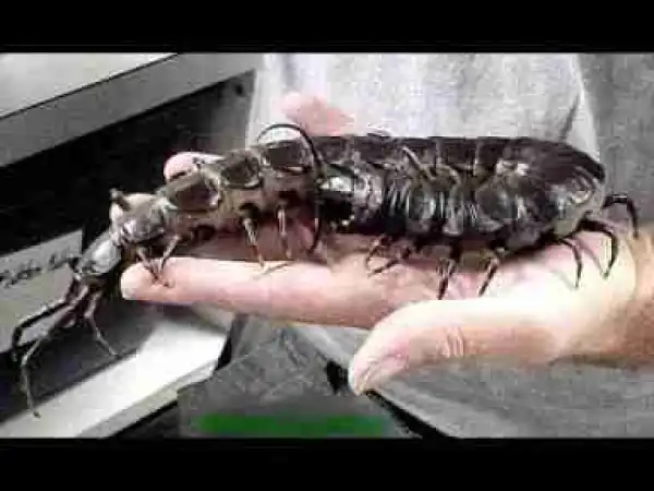 Video: BIGGEST Invertebrates on Land !